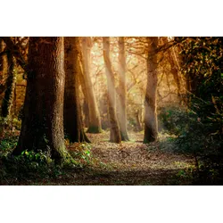 Fototapete PAPERMOON "Wald", bunt, B:4,50m L:2,80m, Vlies, Tapeten