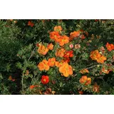 Pflanzen Für Dich Potentilla 'Red Ace', Fingerstrauch, ca. 9x9 cm Topf