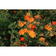 Pflanzen Für Dich Potentilla 'Red Ace', Fingerstrauch, ca. 9x9 cm Topf