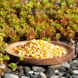 Lyra Pet 10 kg Lyra Pet® Futtermais Qualitätsfutter Körnermais in 30 L Tonne