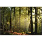 WallArena Fototapete Wald in Grün | Gr.: 250 x 175 cm