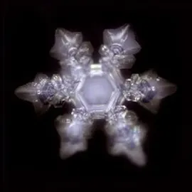 Nature's Design Natures-Design Cadus mit Blume des Lebens, | 1,5l