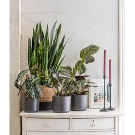 Dehner Pfeilblatt Ø Alocasia amazonica, Polly, Dunkelgrün