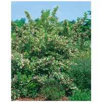 Pflanzen Für Dich Weigela florida 'Majorie', Weigelie, rosa Blüten,
