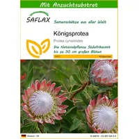 SAFLAX - Königsprotea - 5 Samen - Mit keimfreiem