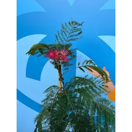sunny-tree Sunny Tree - Seidenbaum Albizia Julibrissin 'Ombrella' - Winterharter Baum - Rosa Blüten - 150 cm