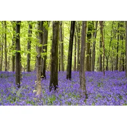 Fototapete PAPERMOON "Wald", bunt, B:4,00m L:2,60m, Vlies, Tapeten