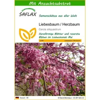 SAFLAX - Liebesbaum/Herzbaum - 60 Samen - Mit keimfreiem