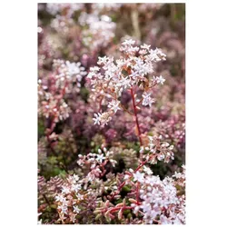 Sedum album 'Coral Carpet', Teppichsedum, ca. 9x9 cm Topf