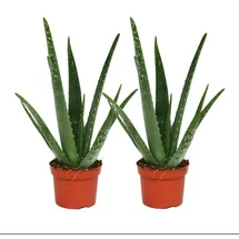 EXOTENHERZ 2er Set - Aloe vera - ca. 2 Jahre alt - 10,5cm Topf
