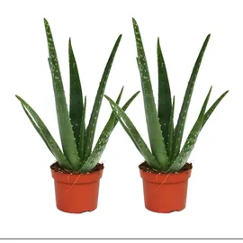EXOTENHERZ 2er Set - Aloe vera - ca. 2 Jahre alt - 10,5cm Topf