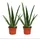 EXOTENHERZ 2er Set - Aloe vera - ca. 2 Jahre alt - 10,5cm Topf