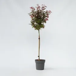 Plant in a Box - Japanischer Ahorn - Acer palmatum 'Shaina' - Höhe 80-90cm - Topf 19cm