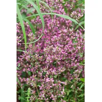Pflanzen Für Dich Origanum laevigatum 'Hopley' Dost ca. 9x9