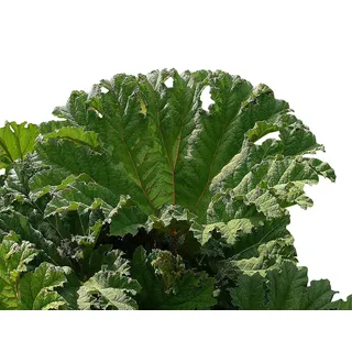 Mammutblatt (Gunnera manicata) 15 Samen