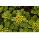 Pflanzen Für Dich Staude Sedum flor. Weihenstephaner Gold, 1 St., Weihenstephaner Gold, Fetthenne gelb