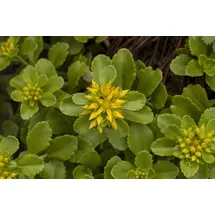 Pflanzen Für Dich Staude Sedum flor. Weihenstephaner Gold, 1 St., Weihenstephaner Gold, Fetthenne gelb
