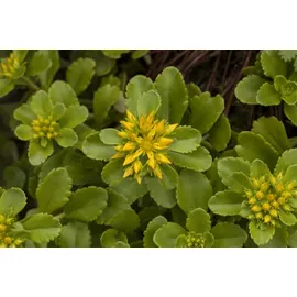 Pflanzen Für Dich Staude Sedum flor. Weihenstephaner Gold, 1 St., Weihenstephaner Gold, Fetthenne gelb