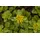 Pflanzen Für Dich Staude Sedum flor. Weihenstephaner Gold, 1 St., Weihenstephaner Gold, Fetthenne gelb