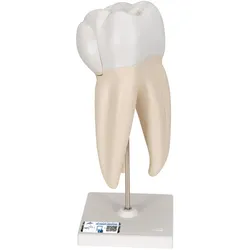 Zahnmodell Oberer Dreiwurzeliger Molar, 3-teilig - 3B Smart Anatomy