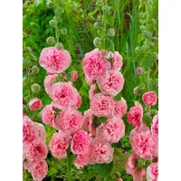 Pflanzen Für Dich Alcea rosea 'Pleniflora Chaters', lachsrs. p