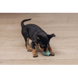 Beeztees Sumo Mini Puppy Spielzeug Play (Hundespielzeug), Hundespielzeug