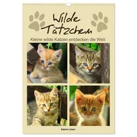 Calvendo Wilde Tätzchen, kleine wilde Katzen entdecken die Welt