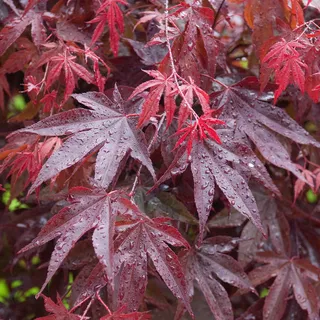 Acer palmatum 'Bloodgood' | Japanischer Ahorn-Laubbaum-Gartenpflanzenbaum im Topf