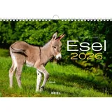 Heel Esel Kalender 2026