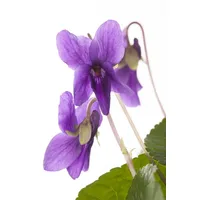 Pflanzen Für Dich Viola odorata 'Königin Charlotte' p 0,5