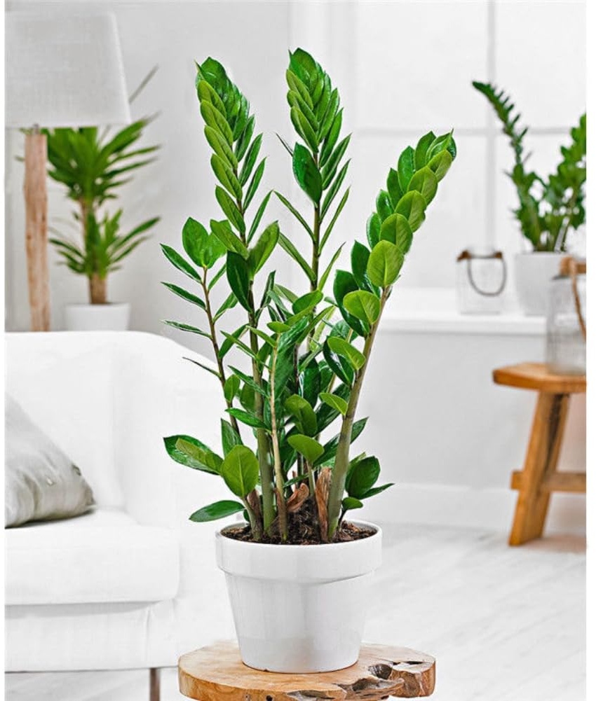 zamioculcas