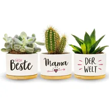 Darlena Beste Mama der Welt | Mama Geschenk Geburtstagsgeschenk | Kräutergarten Geschenke für Mama zum Geburtstag, Muttertag oder Weihnachten | Blumentöpfe zum Pflanzen