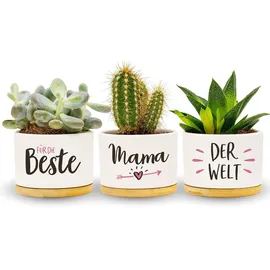 Darlena Beste Mama der Welt | Mama Geschenk Geburtstagsgeschenk | Kräutergarten Geschenke für Mama zum Geburtstag, Muttertag oder Weihnachten | Blumentöpfe zum Pflanzen