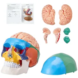 VEVOR Menschliches Schädelmodell, 8 Teile Gehirn & 3 Teile Schädel, Lebensgroßes Bemaltes Anatomie-Schädelmodell, Anatomischer PVC-Schädel, Abnehmbares Lernschädelmodell für Professionelle Lehre