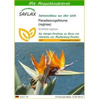 SAFLAX - Paradiesvogelblume (reginae) - 5 Samen - Mit
