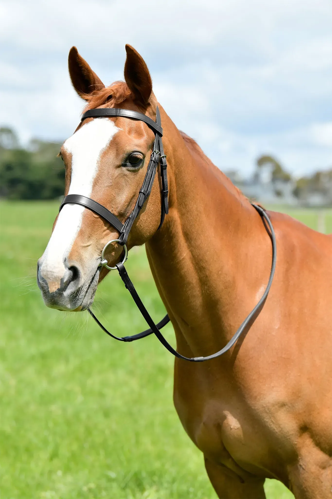 Kincade Classic Flat Hunt-Trense mit Zügeln