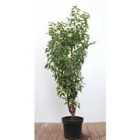 Pflanzen Für Dich Prunus lusitanica, Portugiesischer Lorbeer, immergrün, 80–100