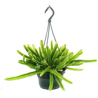 EXOTENHERZ Zimmerpflanze zum Hängen Hylocereus undatus Drachenfrucht Pitahaya 14cm Ampel Schlangenkaktus