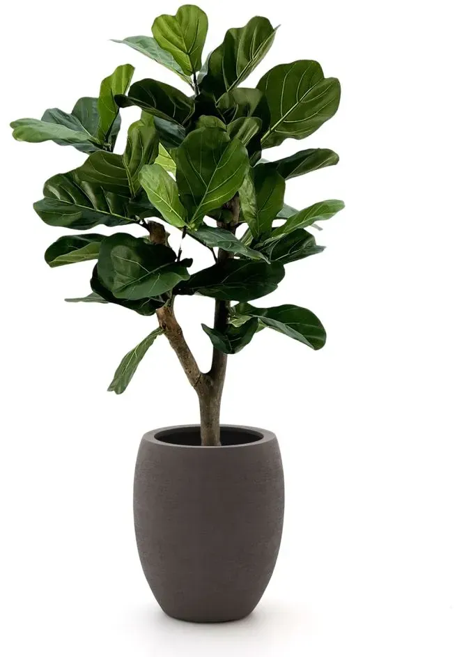 Designplants/Luca Lifestyle Lyrata Y Kunstbaum (h:130 cm) mit Terreno Tall Balloon Blumentopf