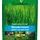 Westfalia Rasensamen Wunder Rasen 2,5 kg