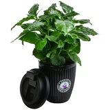 Dehner Kaffeepflanze, Coffea arabica, im To-Go Becher, Dunkelgrün, Schwarz