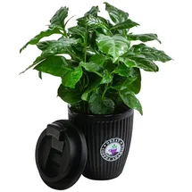 Dehner Kaffeepflanze, Coffea arabica, im To-Go Becher, Dunkelgrün, Schwarz