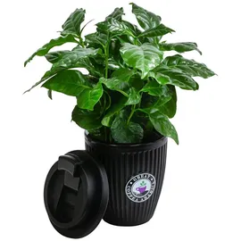 Dehner Kaffeepflanze, Coffea arabica, im To-Go Becher, Dunkelgrün, Schwarz