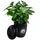 Dehner Kaffeepflanze, Coffea arabica, im To-Go Becher, Dunkelgrün, Schwarz