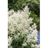 PlantaPro Aruncus dioicus P 1 Hoher Wald-Geißbart,winterhart, deutsche Baumschulqualität, im Topf für optimales anwachsen