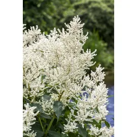 PlantaPro Aruncus dioicus P 1 Hoher Wald-Geißbart,winterhart, deutsche Baumschulqualität, im Topf für optimales anwachsen