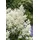 PlantaPro Aruncus dioicus P 1 Hoher Wald-Geißbart,winterhart, deutsche Baumschulqualität, im Topf für optimales anwachsen