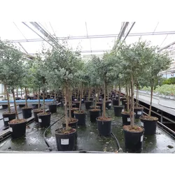 Eucalyptus Stamm Eukalyptusbaum, 80 - 100 cm, Pflanze winterhart