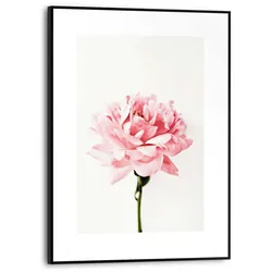 Poster REINDERS "Pfingstrose", rosa (farbe bild(er): rosa), B:30cm H:40cm T:1,6cm, MDF, Bilder
