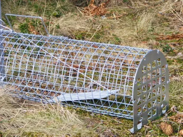 Lotin Nerzfalle einfach